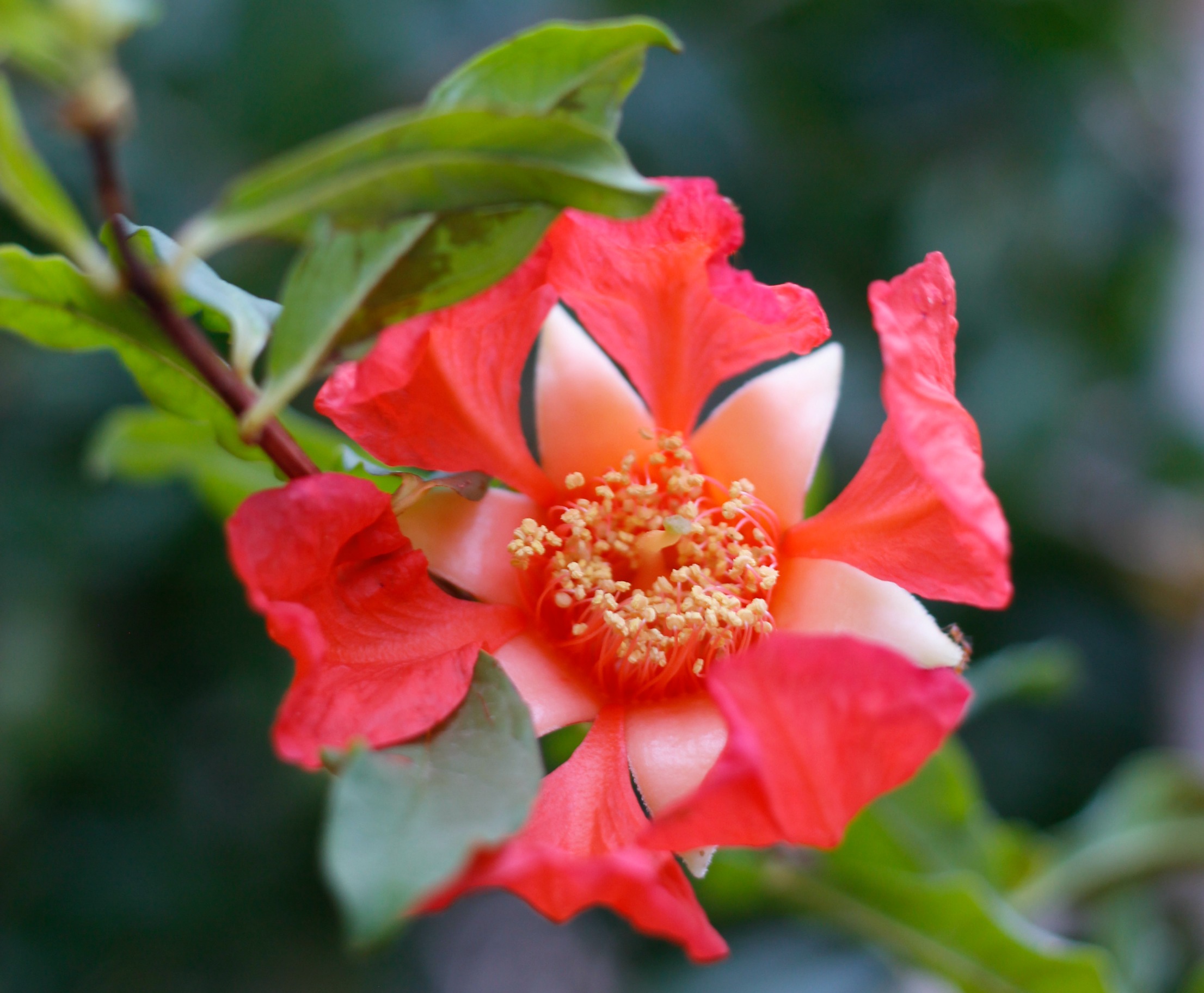pomegranate-flower-photo